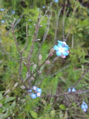 Myosotis semiamplexicaulis