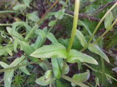 Myosotis semiamplexicaulis
