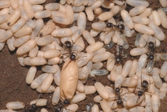 Lasius cinereus