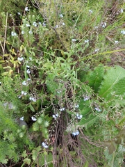 Myosotis semiamplexicaulis