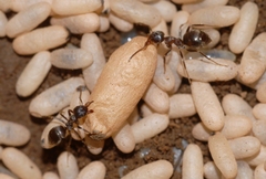 Lasius cinereus