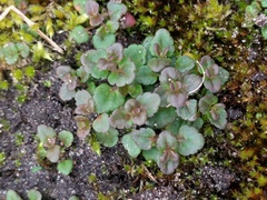 Veronica arvensis