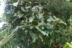 Miconia calvescens