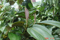 Miconia calvescens