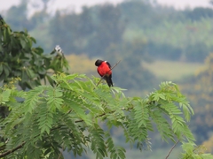 Laniarius erythrogaster