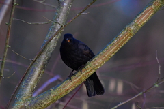Turdus merula