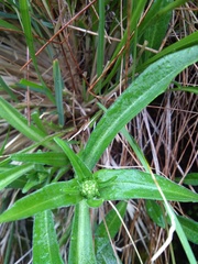 Nardostachys jatamansi