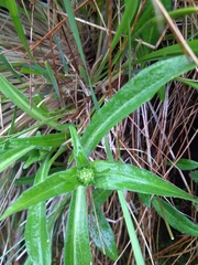 Nardostachys jatamansi