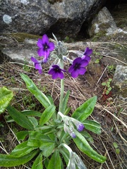 Primula macrophylla