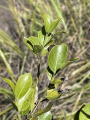 Psydrax obovata elliptica
