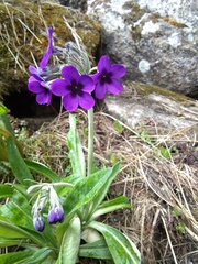 Primula macrophylla