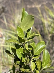 Psydrax obovata elliptica