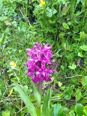 Dactylorhiza hatagirea