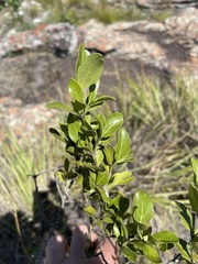 Psydrax obovata elliptica