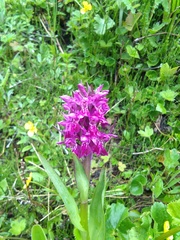 Dactylorhiza hatagirea