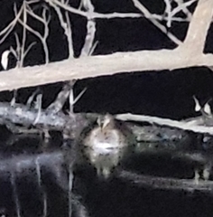 Tachybaptus ruficollis