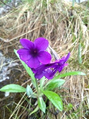 Primula macrophylla