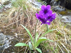 Primula macrophylla