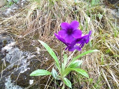 Primula macrophylla