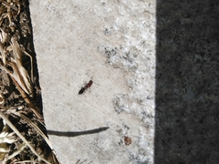Formicidae