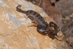 Euscorpius flavicaudis