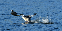 Mergus merganser