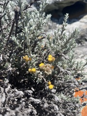 Helichrysum obductum