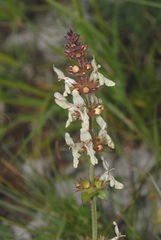 Stachys recta