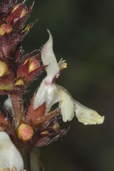 Stachys recta
