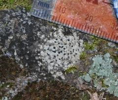 Trapeliopsis granulosa