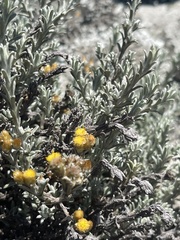 Helichrysum obductum