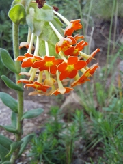 Glumicalyx goseloides