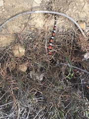 Lampropeltis multifasciata