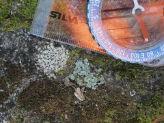 Trapeliopsis granulosa