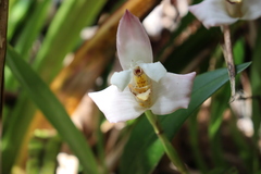 Maxillariinae
