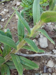 Glumicalyx goseloides