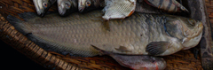Heterotis niloticus
