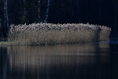 Phragmites australis