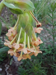 Glumicalyx goseloides