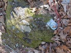 Trapeliopsis granulosa