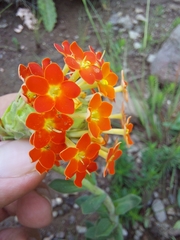 Glumicalyx goseloides