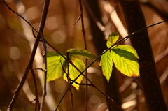 Rubus tuberculatus