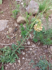 Glumicalyx goseloides