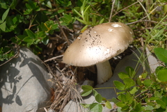 Amanita dryophila