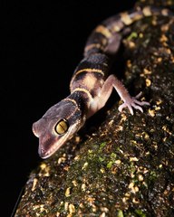 Cyrtodactylus deccanensis