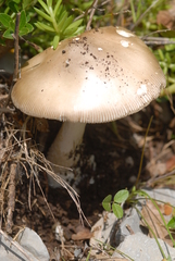 Amanita dryophila
