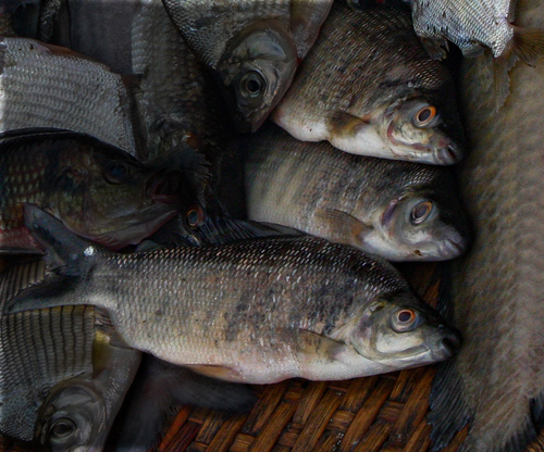 Banded distichodus (Distichodus fasciolatus) — Distichodontidae