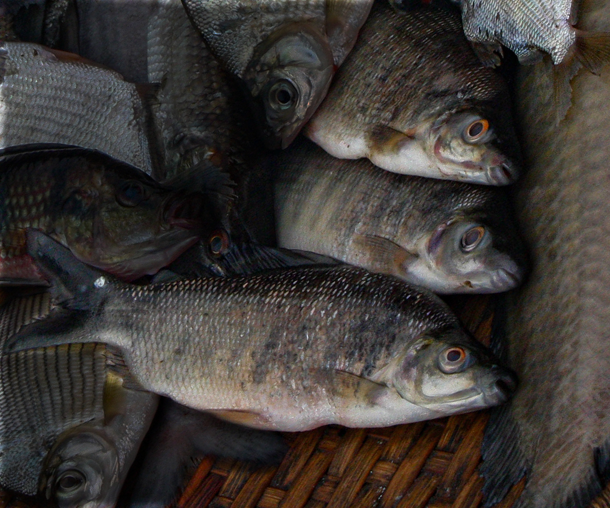 Many Barred Distichodus photo 6