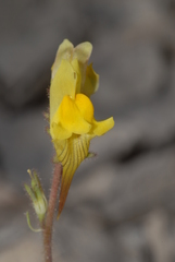 Linaria supina