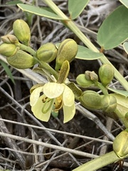 Senna italica subsp. arachoides image